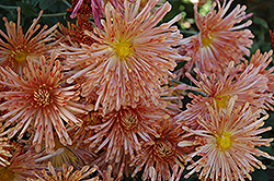 Peach Centerpiece Chrysanthemum (Chrysanthemum 'Peach Centerpiece') at Stonegate Gardens