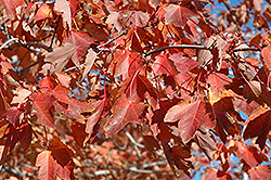Northfire Red Maple (Acer rubrum 'Olson') at Stonegate Gardens