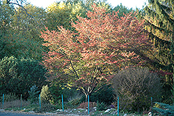 Robin Hill Serviceberry (Amelanchier x grandiflora 'Robin Hill') at Stonegate Gardens