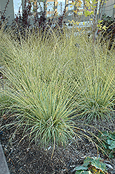 Variegated Moor Grass (Molinia caerulea 'Variegata') at Lakeshore Garden Centres