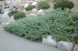 Hughes Juniper (Juniperus horizontalis 'Hughes') at Stonegate Gardens