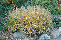 Frost Grass (Spodiopogon sibiricus) at Stonegate Gardens