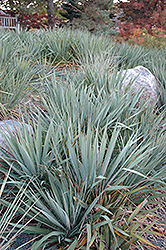 Adam's Needle (Yucca filamentosa) at Stonegate Gardens