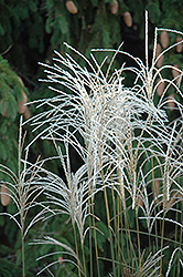 Graziella Maiden Grass (Miscanthus sinensis 'Graziella') at Stonegate Gardens