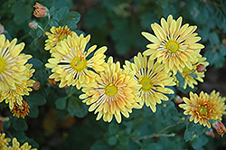 Starlet Chrysanthemum (Chrysanthemum 'Starlet') at Stonegate Gardens