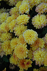 Cajun Spice Chrysanthemum (Chrysanthemum 'Cajun Spice') at Stonegate Gardens