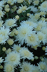 Bristol White Chrysanthemum (Chrysanthemum 'Bristol White') at Stonegate Gardens