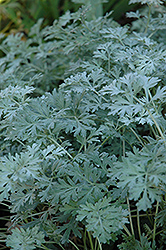 Lambrook Silver Artemisia (Artemisia absinthium 'Lambrook Silver') at Stonegate Gardens