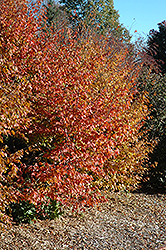 American Hornbeam (Carpinus caroliniana) at Lakeshore Garden Centres