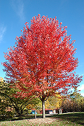Autumn Blaze Maple (Acer x freemanii 'Jeffersred') at The Mustard Seed