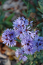 Smooth Aster (Symphyotrichum laeve) at Lakeshore Garden Centres