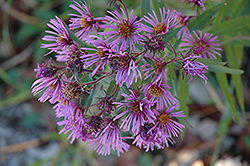 New England Aster (Symphyotrichum novae-angliae) at A Very Successful Garden Center