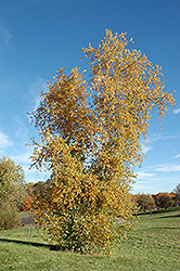 Gray Birch (Betula populifolia) at Stonegate Gardens