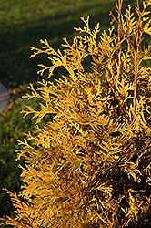 Yellow Ribbon Arborvitae (Thuja occidentalis 'Yellow Ribbon') at Stonegate Gardens