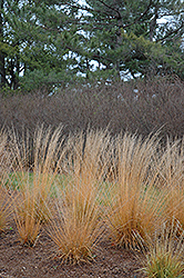 Strohlenquelle Moor Grass (Molinia caerulea 'Strohlenquelle') at Stonegate Gardens