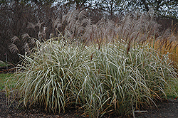 Silver Arrow Maiden Grass (Miscanthus sinensis 'Silver Arrow') at Stonegate Gardens