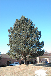 Red Pine (Pinus resinosa) at The Mustard Seed