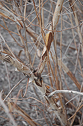 Diablo Ninebark (Physocarpus opulifolius 'Monlo') at The Mustard Seed