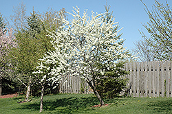 Alderman Plum (Prunus 'Alderman') at Stonegate Gardens