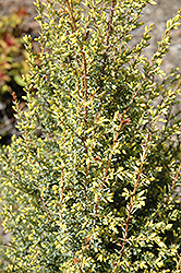 Gold Cone Juniper (Juniperus communis 'Gold Cone') at Stonegate Gardens