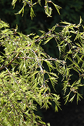 Filigree Lace European Birch (Betula pendula 'Filigree Lace') at Stonegate Gardens