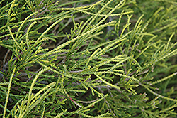 Dwarf Threadleaf Falsecypress (Chamaecyparis pisifera 'Filifera Nana') at Stonegate Gardens