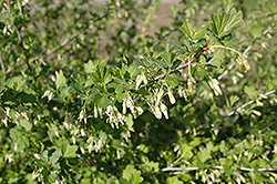 Pixwell Gooseberry (Ribes 'Pixwell') at Stonegate Gardens