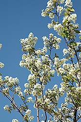 Allegheny Serviceberry (Amelanchier laevis) at Stonegate Gardens