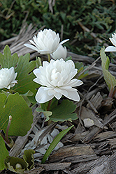 Double Flowered Bloodroot (Sanguinaria canadensis 'Flore Pleno') at Stonegate Gardens