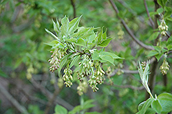 Hop Tree (Ptelea trifoliata) at Stonegate Gardens