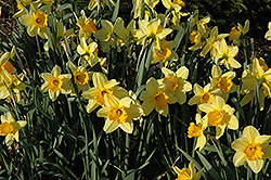 Fortissimo Daffodil (Narcissus 'Fortissimo') at Stonegate Gardens