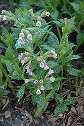 Pierre's Pure Pink Lungwort (Pulmonaria 'Pierre's Pure Pink') at Stonegate Gardens