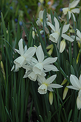 Tresamble Daffodil (Narcissus 'Tresamble') at Stonegate Gardens