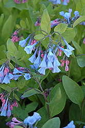 Virginia Bluebells (Mertensia virginica) at Stonegate Gardens