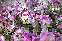 Valentine Pansy (Viola cornuta 'Valentine') at A Very Successful Garden Center