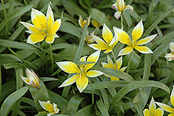 Daystemon Tulip (Tulipa tarda) at Stonegate Gardens