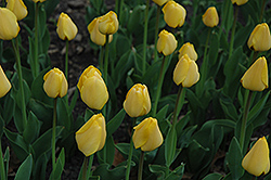 Golden Parade Tulip (Tulipa 'Golden Parade') at Stonegate Gardens
