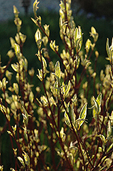 Ivory Halo Dogwood (Cornus alba 'Ivory Halo') at Lakeshore Garden Centres