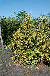 Sudworth Gold Arborvitae (Thuja occidentalis 'Sudworthii') at Stonegate Gardens
