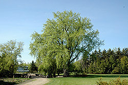 Plains Cottonwood (Populus deltoides) at Stonegate Gardens