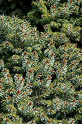 Dwarf Serbian Spruce (Picea omorika 'Nana') at Lakeshore Garden Centres