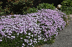 Emerald Blue Moss Phlox (Phlox subulata 'Emerald Blue') at Lakeshore Garden Centres