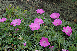 Vision Violet Cranesbill (Geranium sanguineum 'Vision Violet') at Lakeshore Garden Centres