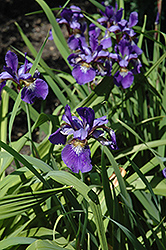 Tealwood Siberian Iris (Iris sibirica 'Tealwood') at Stonegate Gardens
