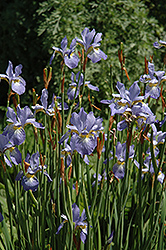 Gatineau Siberian Iris (Iris sibirica 'Gatineau') at Stonegate Gardens