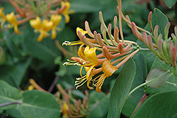 Mandarin Trumpet Honeysuckle (Lonicera 'Mandarin') at Lakeshore Garden Centres