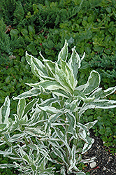 Variegated Obedient Plant (Physostegia virginiana 'Variegata') at Stonegate Gardens