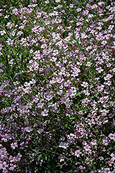 Red Creeping Baby's Breath (Gypsophila repens 'Rubra') at Stonegate Gardens