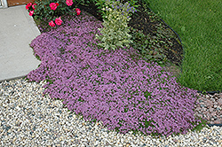 Red Creeping Thyme (Thymus praecox 'Coccineus') at The Mustard Seed