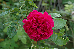 Wenlock Rose (Rosa 'Wenlock') at Stonegate Gardens